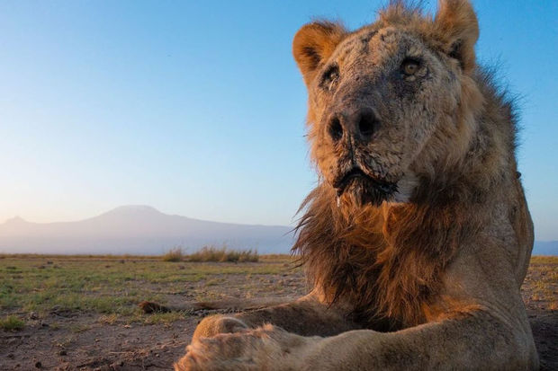 Dünyanın ən yaşlı aslanı öldürüldü