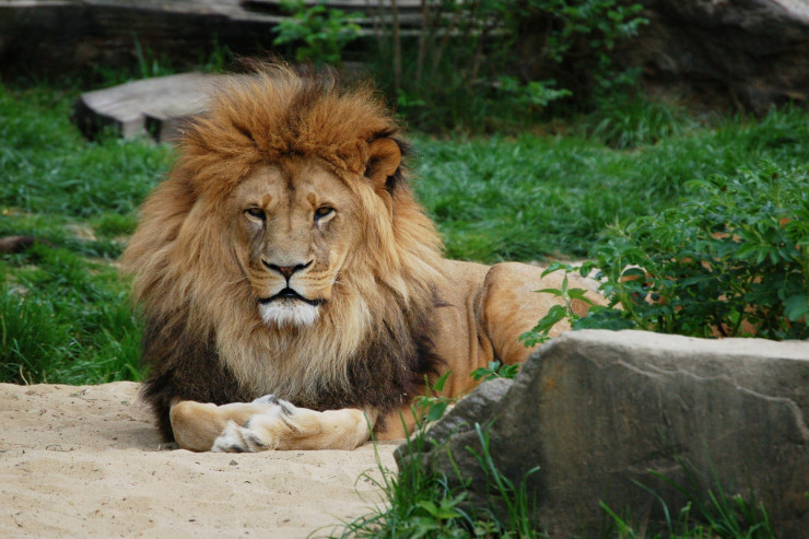 Şir zooparkın sahibini parçaladı