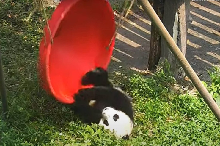 Panda yelləncəyə MİNMƏK istədi: Hamını güldürdü