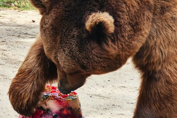 Bakı Zooparkında ayının doğum günü qeyd olundu