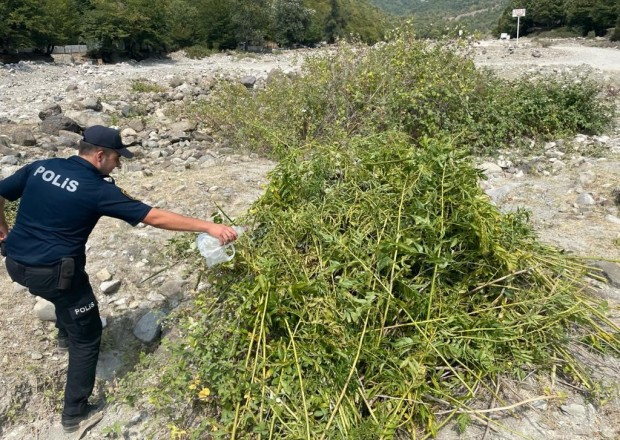 Qaxda 2 ton çətənə kolu məhv edildi