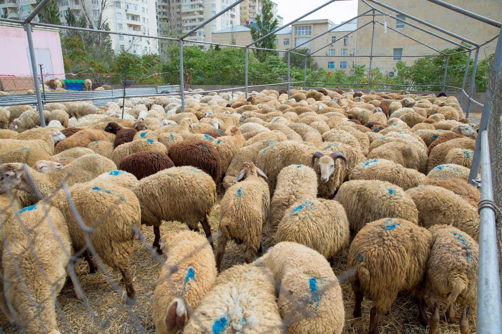 Qurbanlıq heyvanların qiyməti AÇIQLANDI