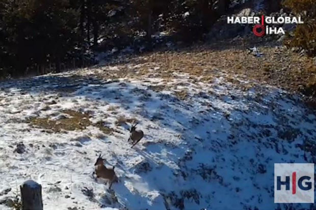 Dağ keçilərini ovlayan vaşaqın görüntüləri