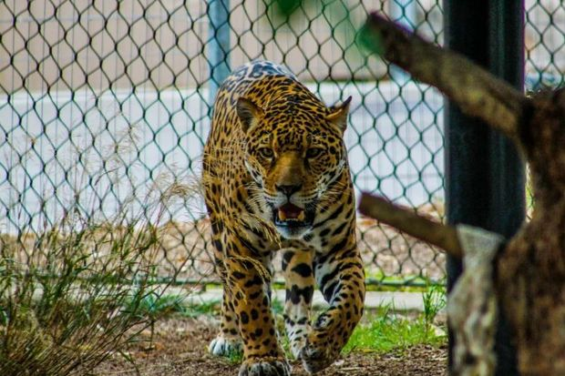 Bolqarıstanda bəbir qəfəsdən qaçdı, zoopark ziyarətçiləri təxliyə edildilər