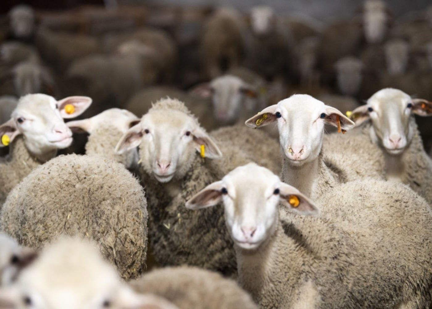 Qurban bayramı günlərində heyvanların satışı və kəsim yerləri - SİYAHI Qurban bayramı günlərində heyvanların satışı və kəsim yerləri - SİYAHI