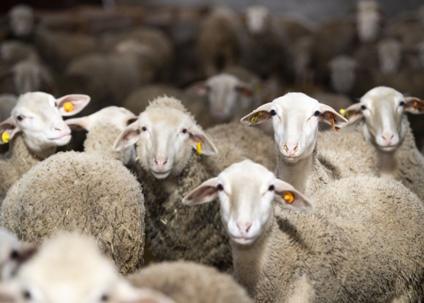 Qurban bayramı günlərində heyvanların satışı və kəsim yerləri - SİYAHI