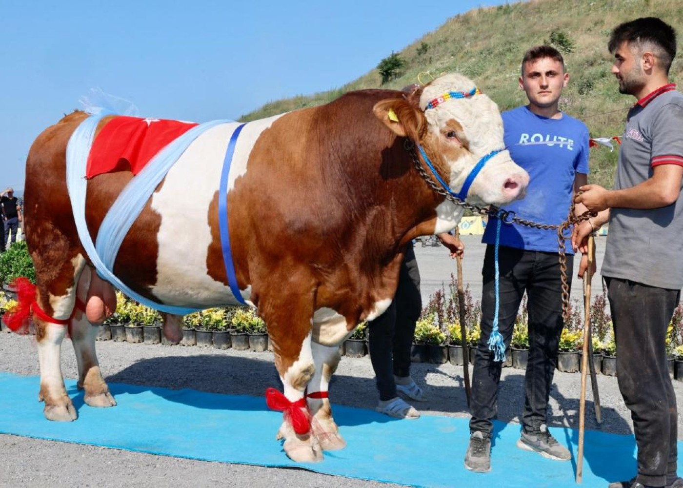 Qurbanlıq heyvanların gözəllik yarışması keçirildi