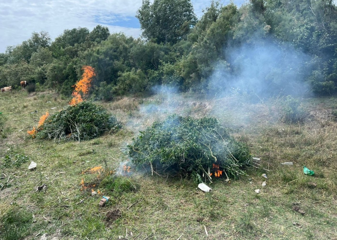 Neftçalada yabanı halda bitmiş 12 ton çətənə kolu məhv edildi