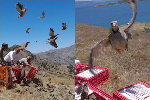 Möhtəşəm görüntülər: Eyni anda 1000 kəklik təbiətə buraxıldı
