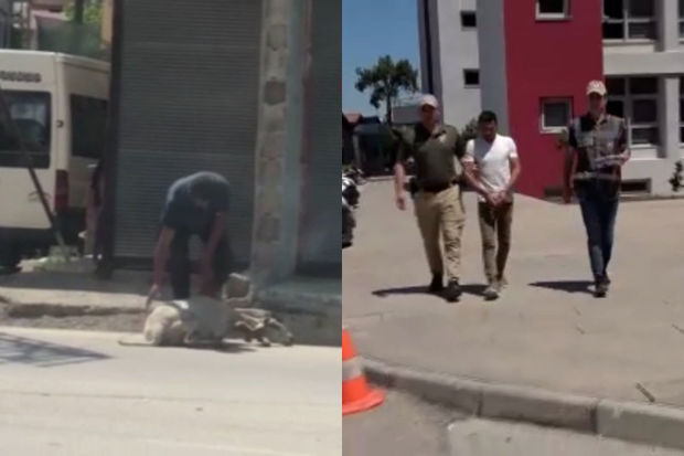Türkiyədə qoyunla vəhşicəsinə davranan qəssab məhkəmə qarşısına çıxarıldı