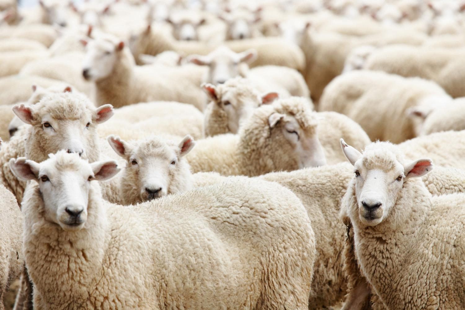 Qurban kəsilən ölkələrdə qoyunların fərqli qiyməti: Azərbaycan neçənci yerdədir? - SİYAHI