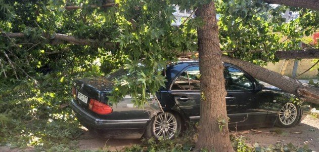 Gəncədə ağac maşının üstünə aşdı