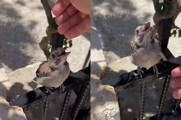 Susuzluqdan yanan quş insan əlindən su içdi