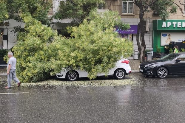 Bakıda ağac avtomobilin üzərinə aşıb