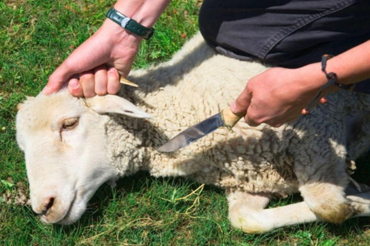 Afaq Bəşirqızı üçün qurban kəsdilər