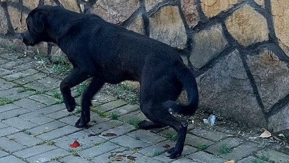 Göygöldə küçə itini silahla yaralayan şəxs saxlanıldı