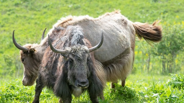 Laçın yaylaqlarındakı yak təsərrüfatında döl prosesi başa çatıb