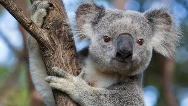 4 min dollarlıq fidanı yeyən koala saxlanıldı - FOTO
