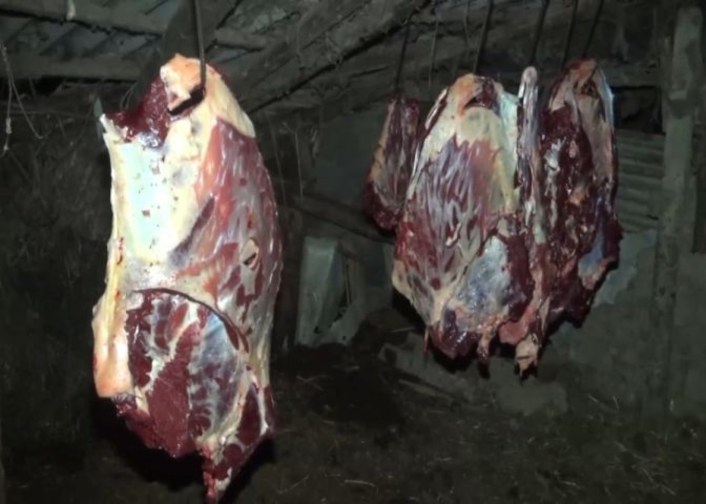 3 baş atı kəsib, ətini Bakıda satmaq istədilər