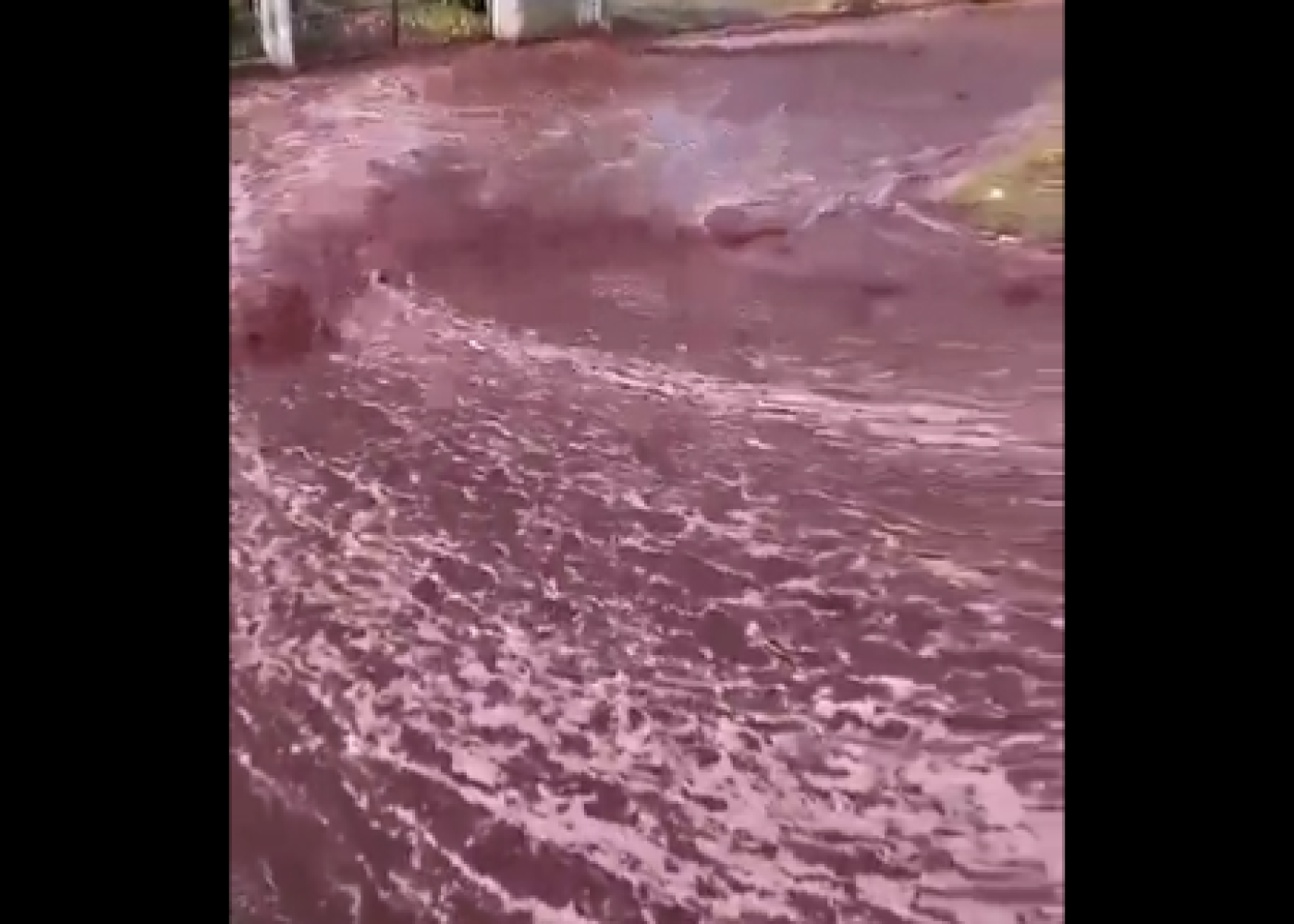 Portuqaliya küçələrindən şərab seli keçdi