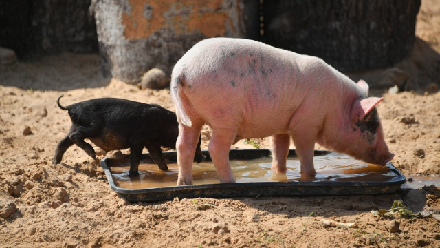Kiyevdə Afrika donuz taunu epidemiyası yayılıb