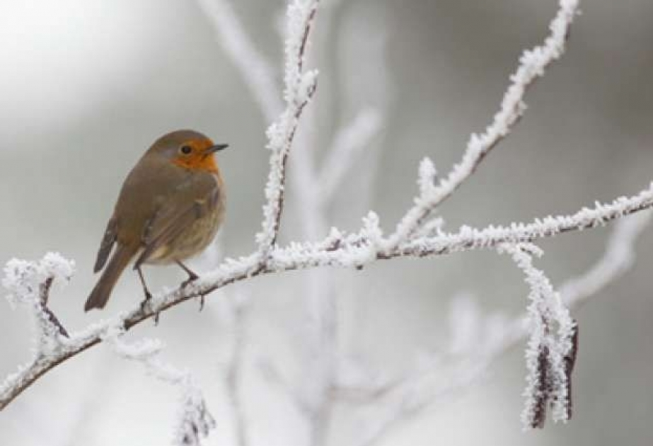 Xəbərdarlıq: Havanın temperaturu 5-8° enəcək, sulu qar, qar yağacaq
